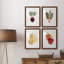 Organic Veg IX - ensemble de 4 reproductions de cadres photo-46110078-46110079