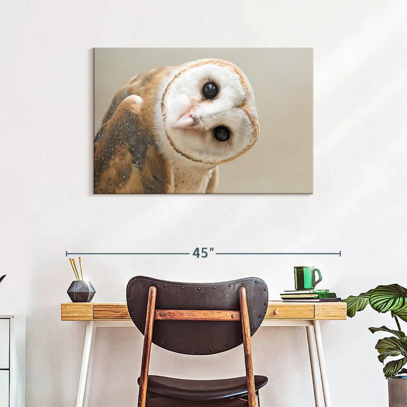 Brampt Barn Owl Gaze, 24" H x 36" W
