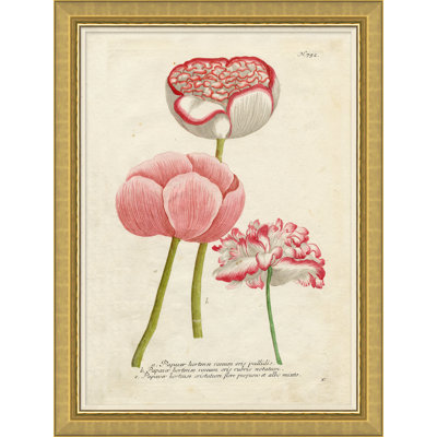 Flora In Pink 4 Giclee Print