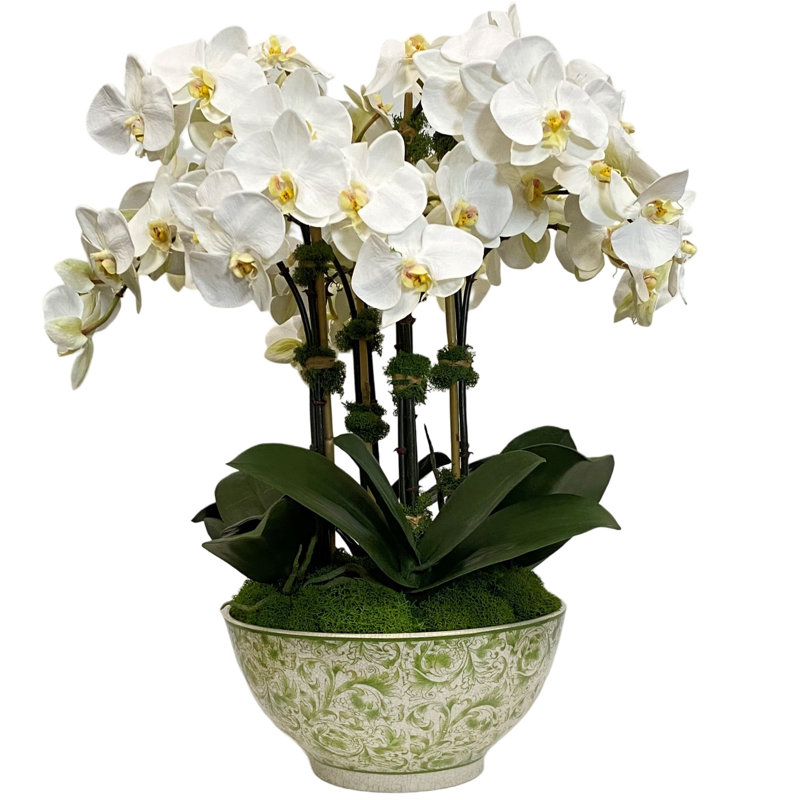 ORCHID IN BOWL