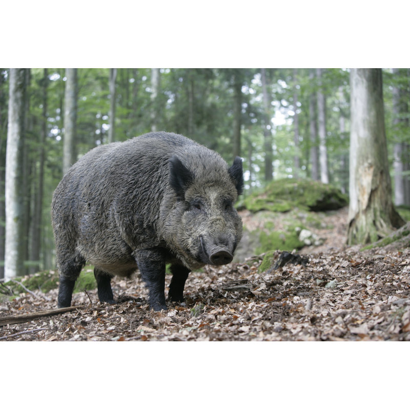 Wild Boar, Sus Scrofa - Wrapped Canvas Print, 20cm H x 30cm W