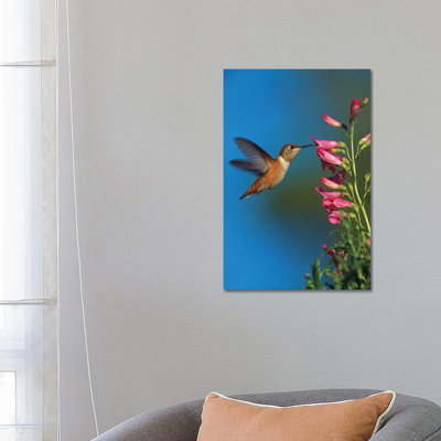 Rufous Hummingbird Feeding On Flowers, New Mexico by Tim Fitzharris - Wrapped Canvas Gallery-Wrapped Canvas Giclée