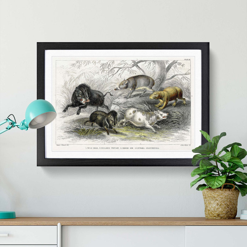Wild Pig Illustration by Oliver Goldsmith - Framed Print, Black Framed, 36cm H x 48cm W x 2cm D