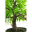 Anivea 50cm Faux Bonsai Tree in Pot