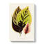 Assortment of Leaves by Benjamin Fawcett - Wrapped Canvas-55316232