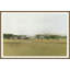 Windblown Grasses Print