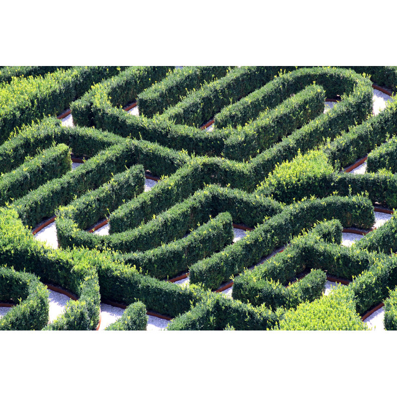 Hedges In A Garden by ChiccoDodiFC - Wrapped Canvas Print, 30cm H x 46cm W 3.8cm D