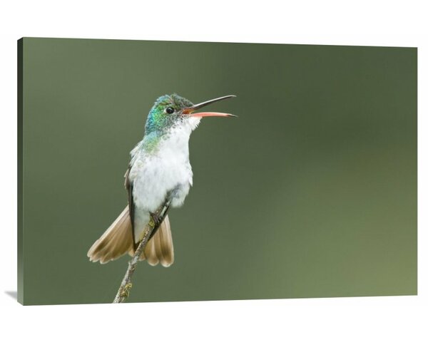 Bless international Andean Emerald Hummingbird Calling On Canvas Print ...