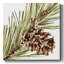 Simple pomme de pin I-470978515