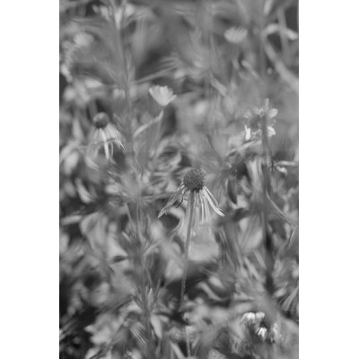 Taneha Coneflower II by Tony Smith - Wrapped Canvas Photograph