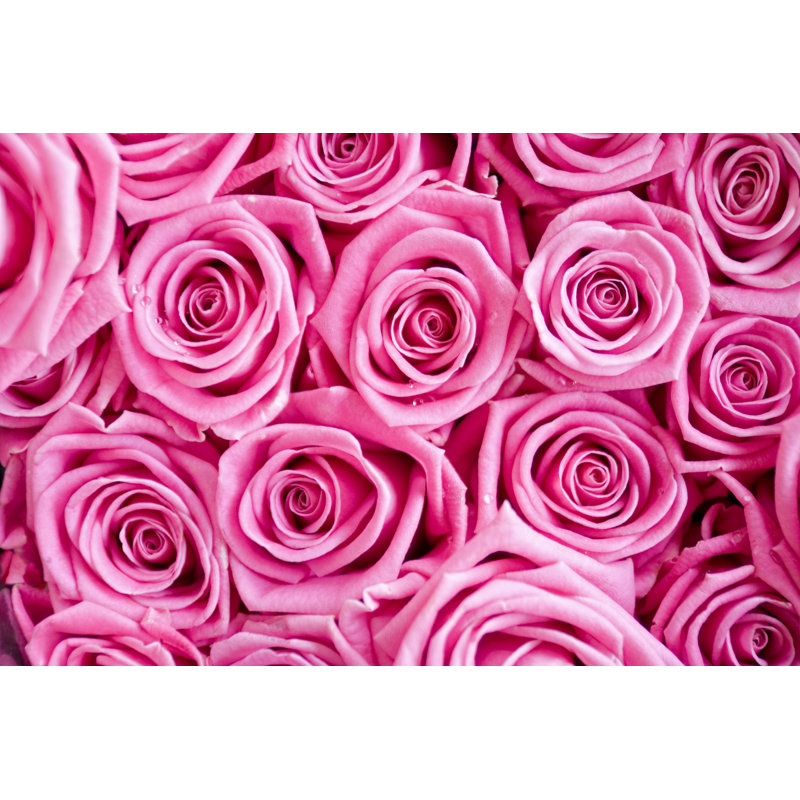 Pink Roses Dew by Wicki58 - Wrapped Canvas Print, 51cm H x 76cm W