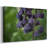 Aubergine-Gallery Wrapped Canvas-1841220541