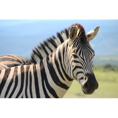 Mattias Burchell's Zebra par Evenfh
