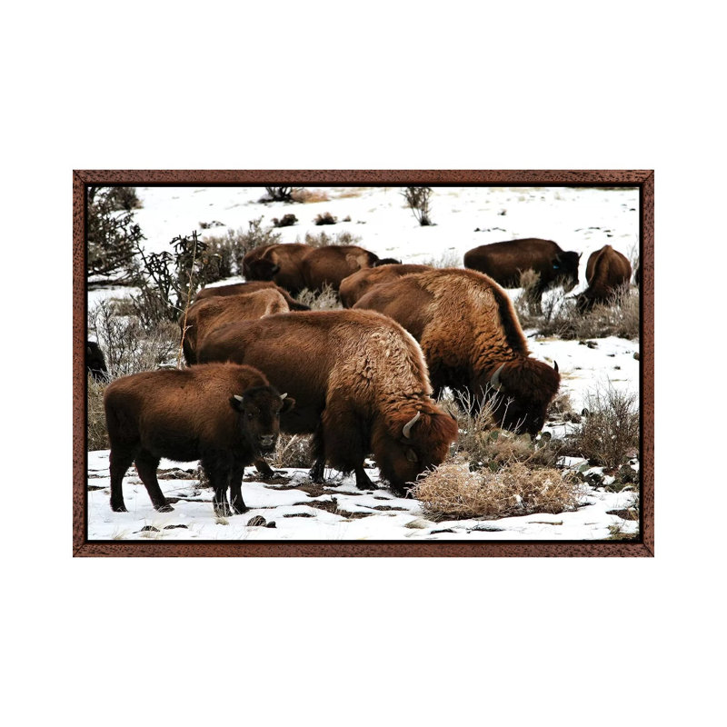 Buffalo - Print on Canvas, 66.04 cm H x 45.72 cm W, Classic Brown Wood Framed