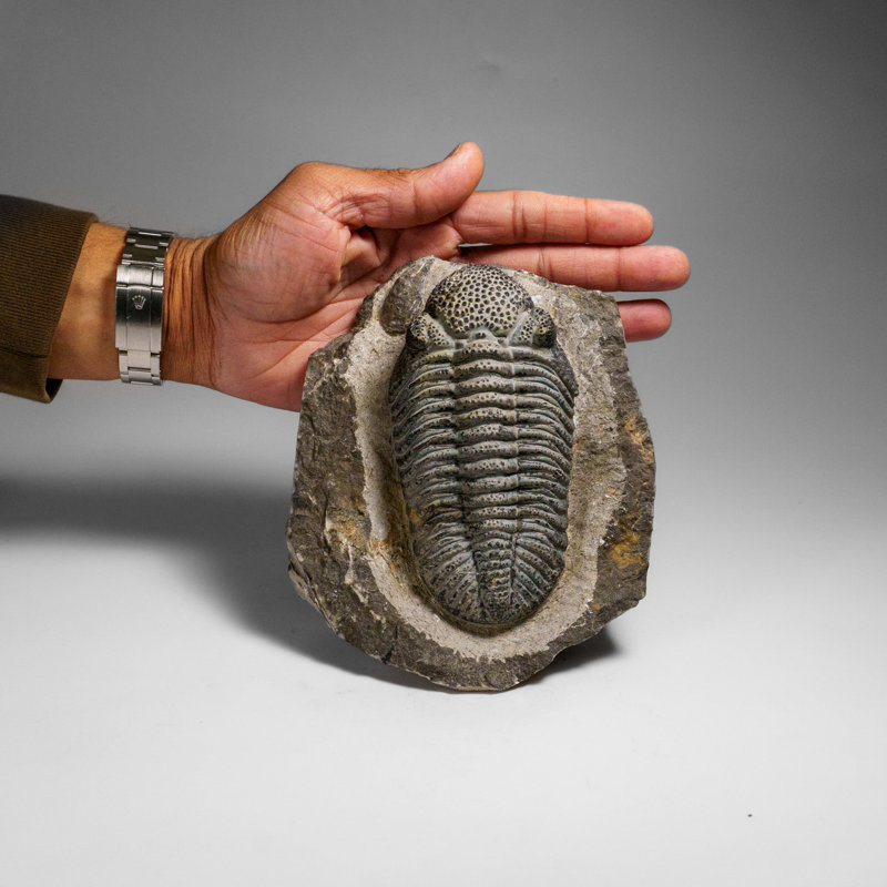 Genuine Drotops Megalomanicus Trilobite On Matrix (3.3 Lbs)