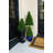 Pine Tree in Planter-526097649