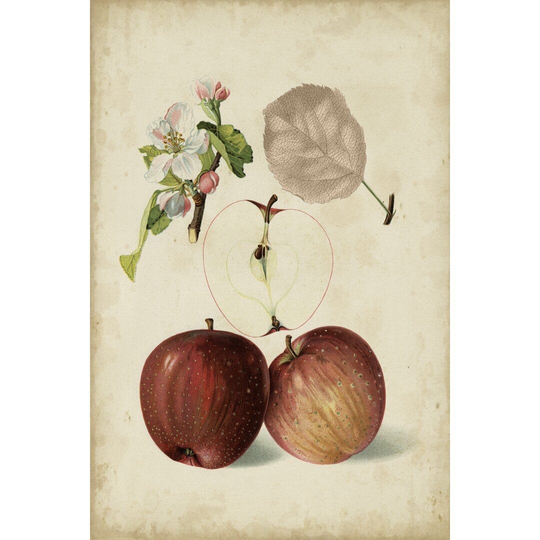 Leinwandbild Harvest Apples I von Heinrich Pfeiffer