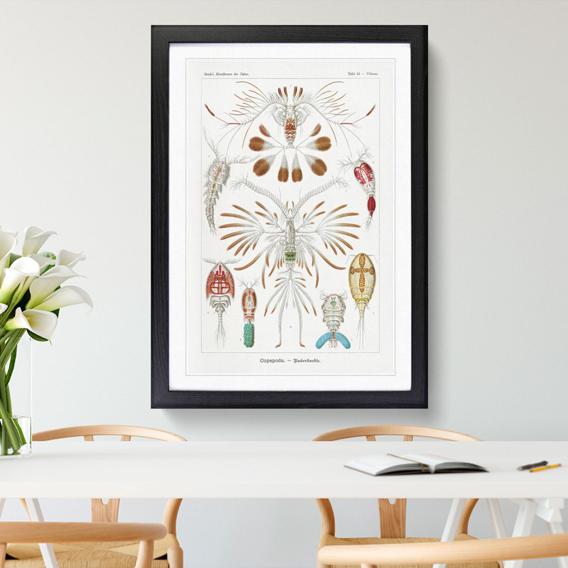 Copepod Crustaceans by Ernst Haeckel - Framed Print, 36cm H x 27cm W x 2cm D, Black Framed