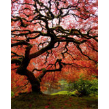 Red Maple Tree Print by Jordan Thurston