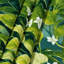 Tapisserie murale légumes cresson Nasturtium-133635706