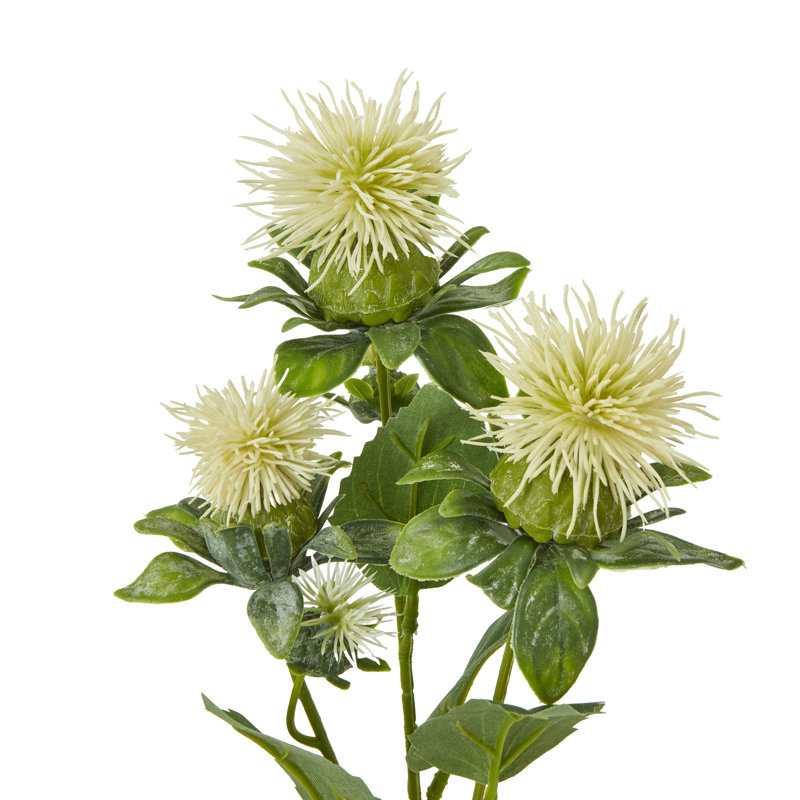 Anastasija Arrangement, Cream
