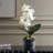 Laris Orchid Drop-In