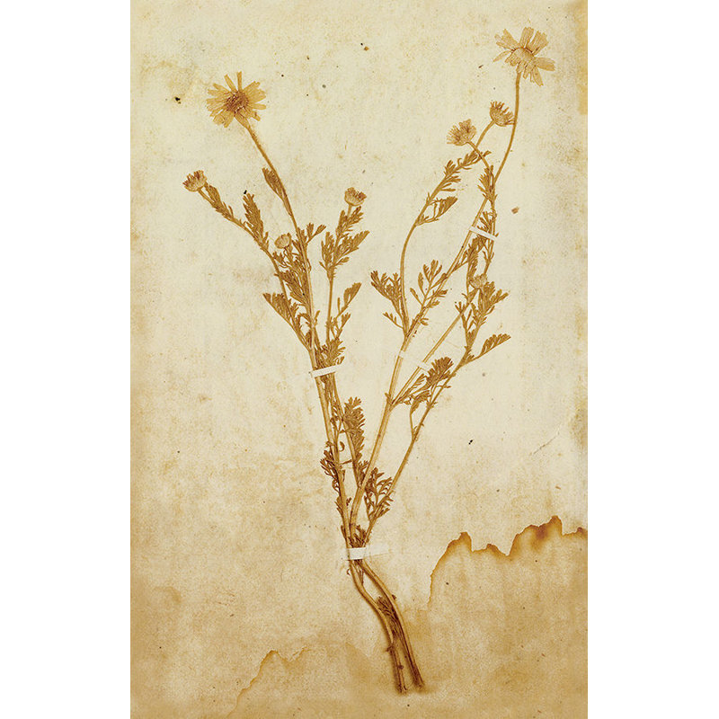 Pressed Flowers II Print by Michelle Bennett, Glass Coat, 38" H x 24" W x 1.5" D