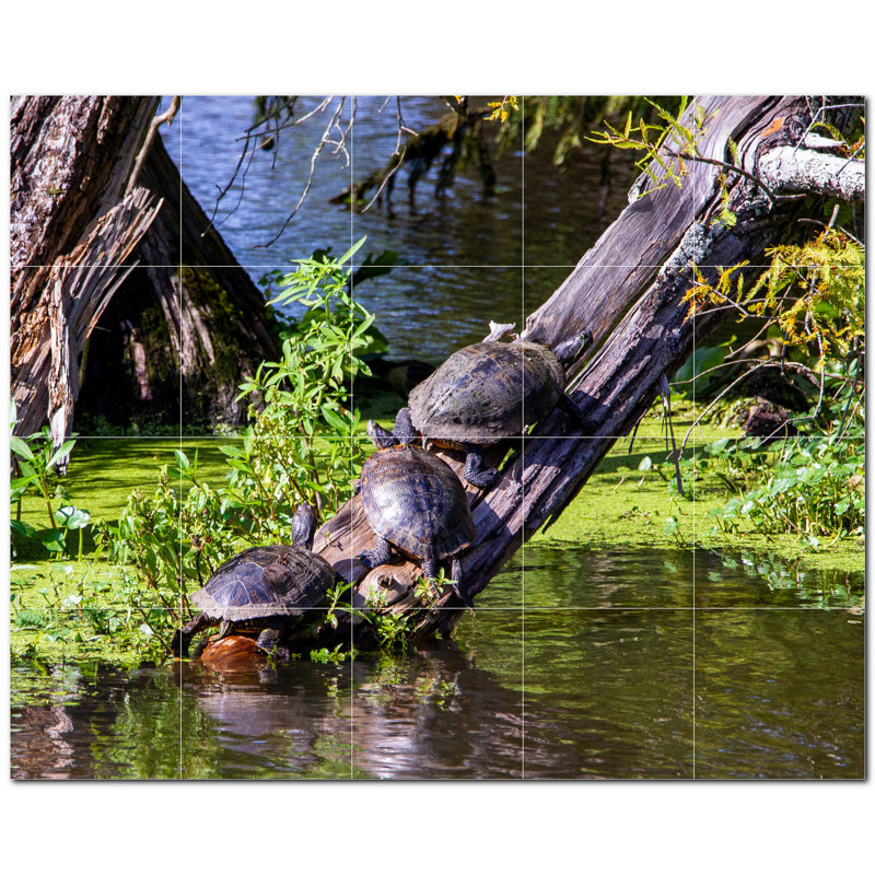 Tortue photo 6 x 6