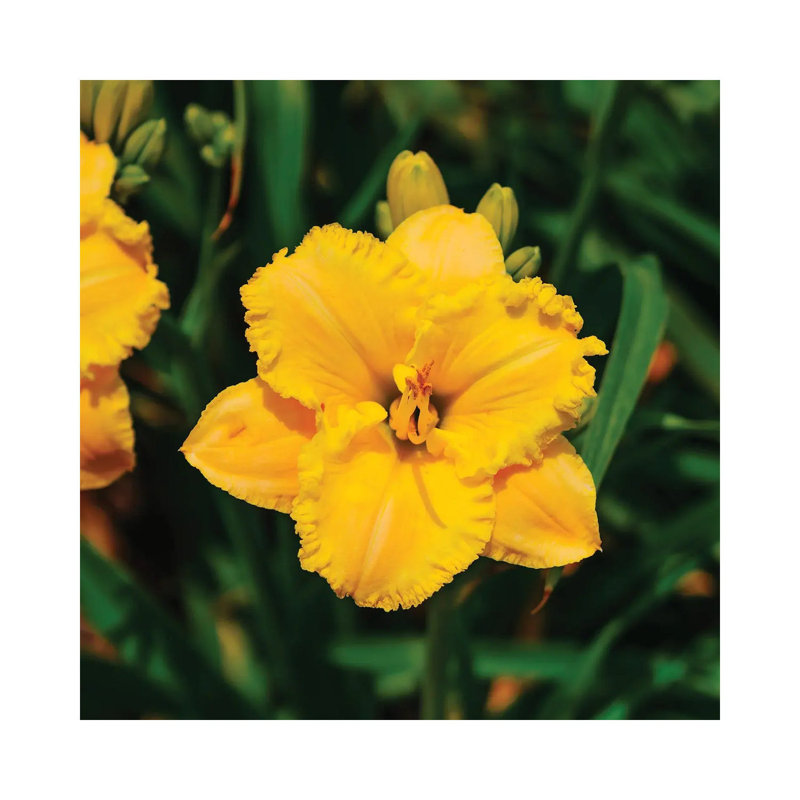 Daylily Garden VIII 1 Piece Wall Art on Canvas, 66.04cm H x 66.04cm W x 3.81cm D, Wrapped Canvas
