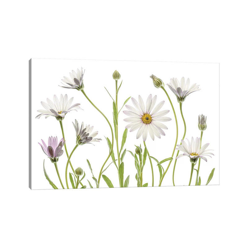 «Cape Daisies» par Mandy Disher - impression sur toile tendue, H 18 po x l 26 po x P 1,5 po