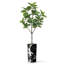Arbre artificiel en fauve gris avec aquarelle abstraite pot de magnolia-128765707