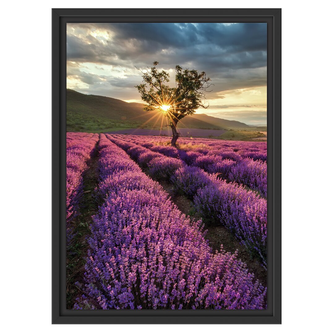 Gerahmtes Wandbild Lavendel Provence mit Baum