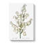 Yucca Flowers by Pierre-Joseph Redoute - Wrapped Canvas-55320125