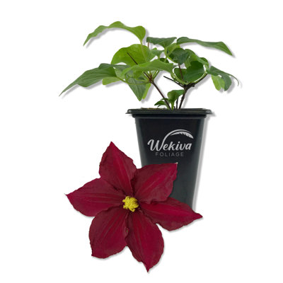 Clematis Rosemoor - Live Starter Plant in a 2 Inch Growers Pot - Starter Plants Ready for The Garden - Rare Clematis for Collectors