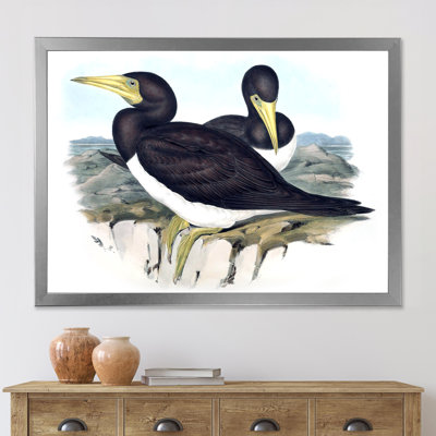 Oiseaux australiens d'époque rétro, impression sur toile encadrée