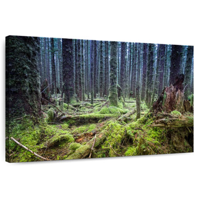 Alvord Mossy Hoh Rainforest