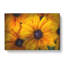 Yellow Coneflowers - Wrapped Canvas-56642860