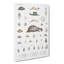 Snail Shells And Slugs by A.A. Gould - Wrapped Canvas Painting-55318740