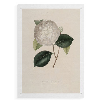 Vintage Floral Print CLXXIII -Canvas Print Only - NOT FRAMED