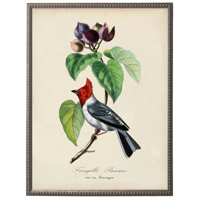 Fringilla rétro et impression de fleurs sur un fond vieilli dans un cadre en étain perlé mesurant 16 x 20