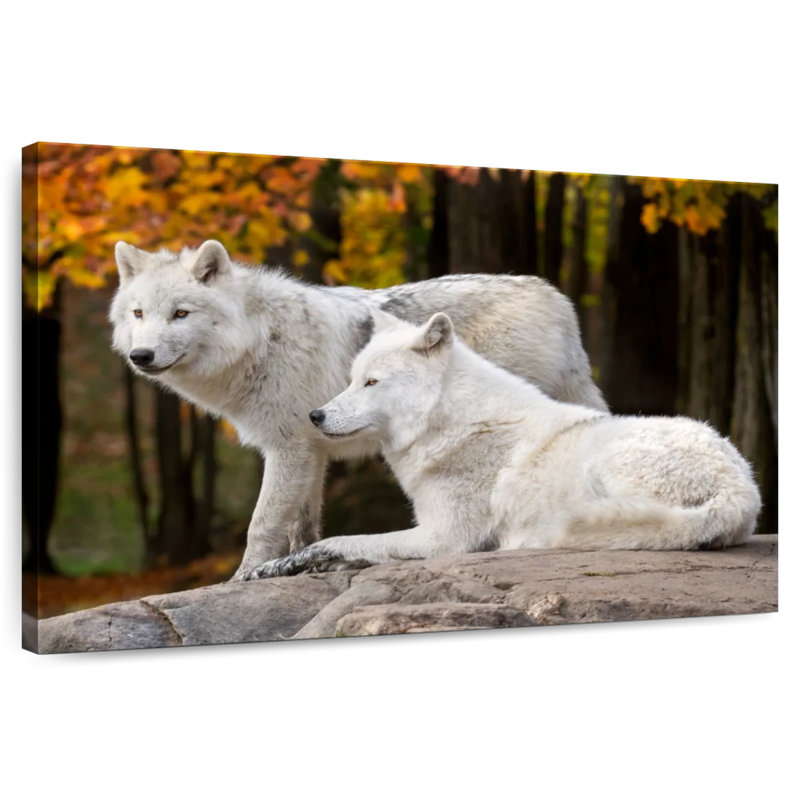 Une paire de loups arctiques, H 20 po x l 30 po