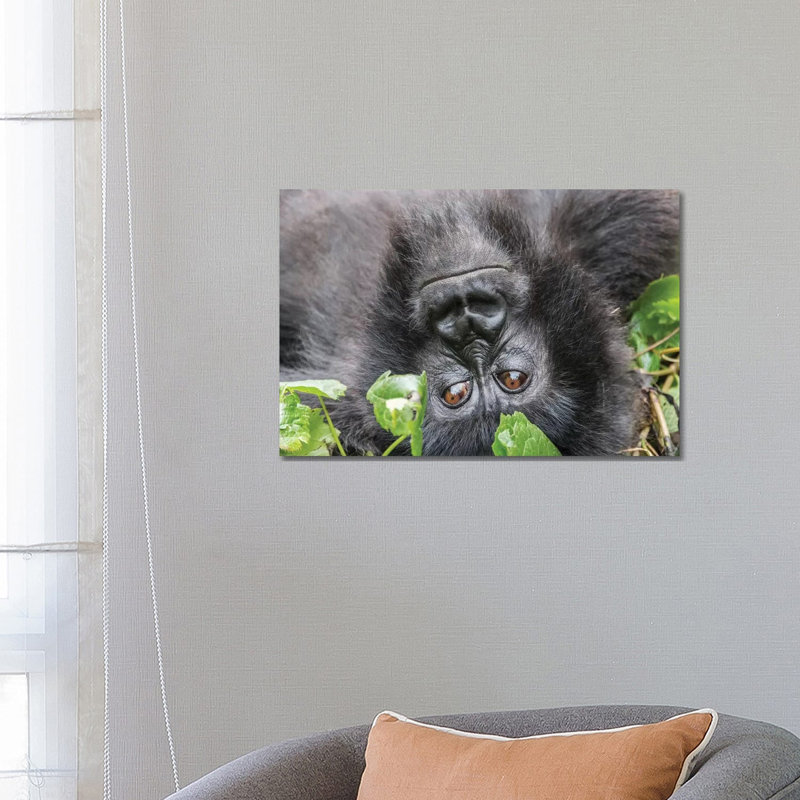 Rwanda, Volcanoes National Park, Ruhengeri, Kinigi. Mountain Gorilla I by Emily Wilson - Gallery-Wrapped Canvas Giclée on Canvas