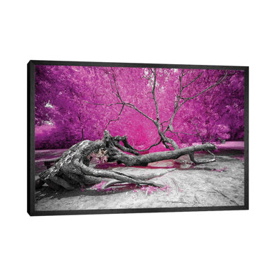 Dry Oak - Bahia, Brazil 1 Piece Wall Art on Canvas