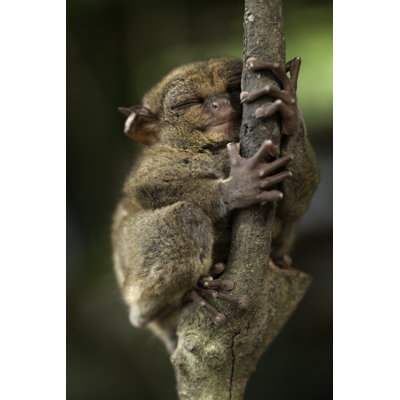 Sleepy Tarsier par Lordrunar