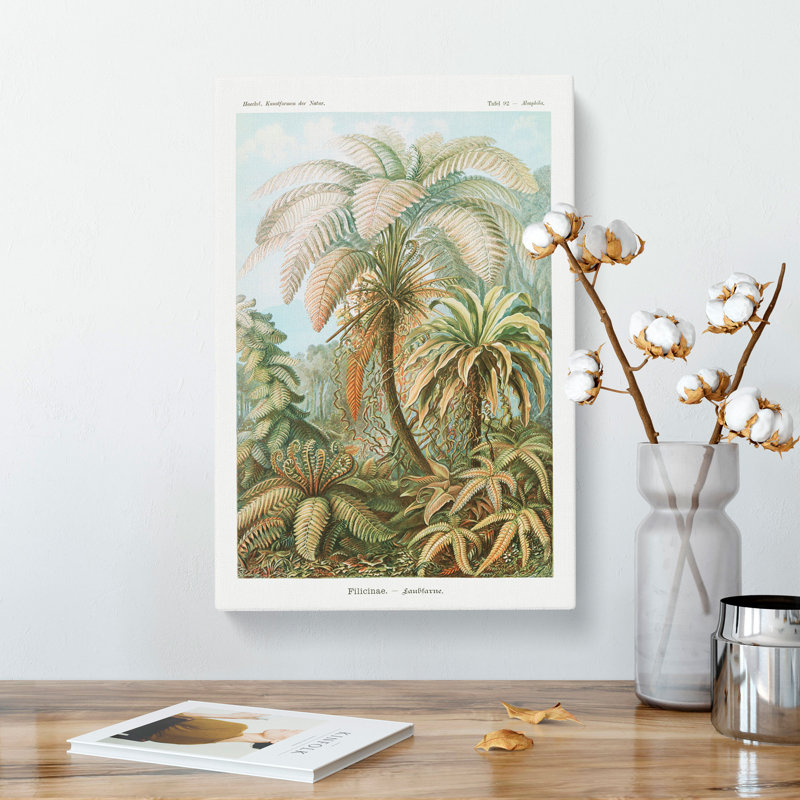 Ferns Vol.1 by Ernst Haeckel - Wrapped Canvas Painting, 50cm H x 35cm W x 3cm D