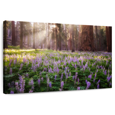 Harnek Forest Lupine Flowers