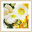 «Anemones Up Close» par Shirley Novak, impression sur bois encadrée-67564131