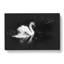 Swan - Wrapped Canvas-56641771
