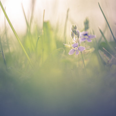Belle prairie avec des fleurs bleues par Jeja