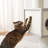 Modern Multi-Level Cat Tree for Maine Coons with Spacious Condo, 48.4" H-2120111411